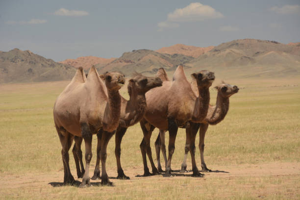 верблюжьи квартет - bactrian camel camel independent mongolia gobi desert стоковые фото и изображения