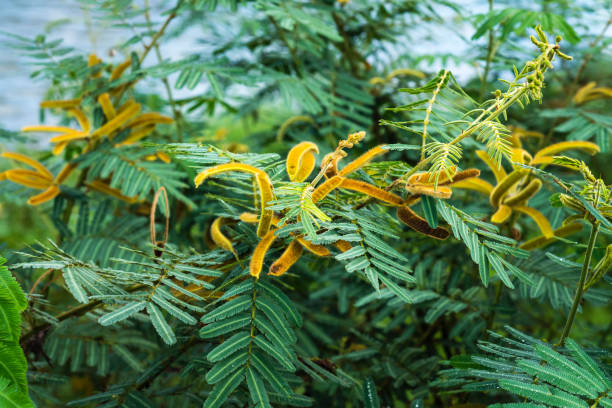 Lazy mimosa Mimosa pigra, commonly known as the giant sensitive tree - a species of the genus Mimosa, in the family Fabaceae mimosa pigra stock pictures, royalty-free photos & images