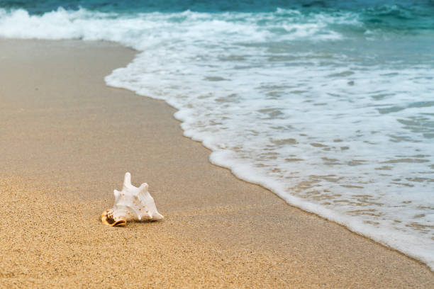 istock sea snail on the sand 827830264