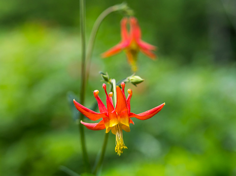 Crimson Columbine (Aquilegia formosa) flowers on Iron Mountain in Western Oregon. The area is steep, rugged and beautiful. A grass meadow is on the side of the trail this photo was taken from.