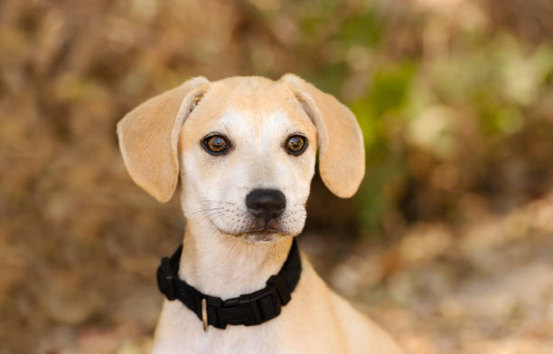istock Puppy Dog Adopt 827836500