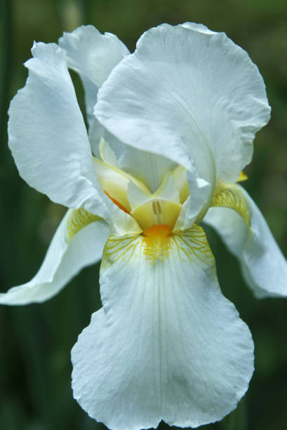 istock White iris flower in the green garden close up 827837140