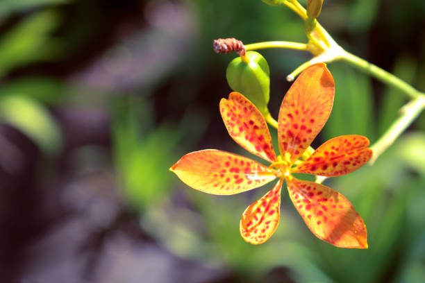 istock Orange lily in the garden 827843762