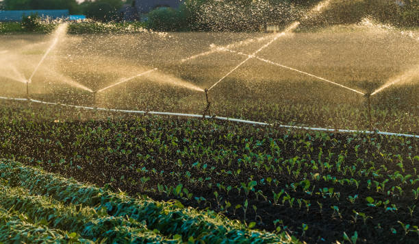 istock Irrigation system watering a crop of soy beans at field 827846682