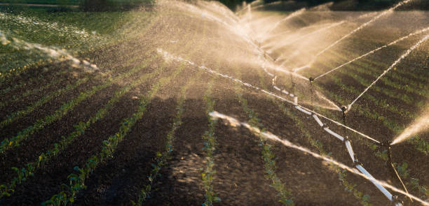 istock Irrigation system watering a crop of soy beans at field 827846756
