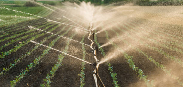 istock Irrigation system watering a crop of soy beans at field 827846818
