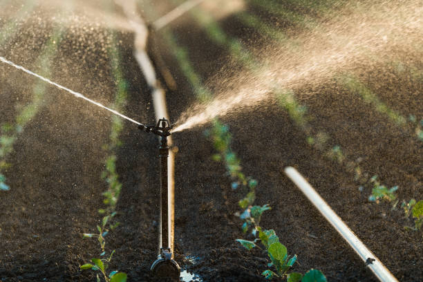 istock Irrigation system watering a crop of soy beans at field 827846820