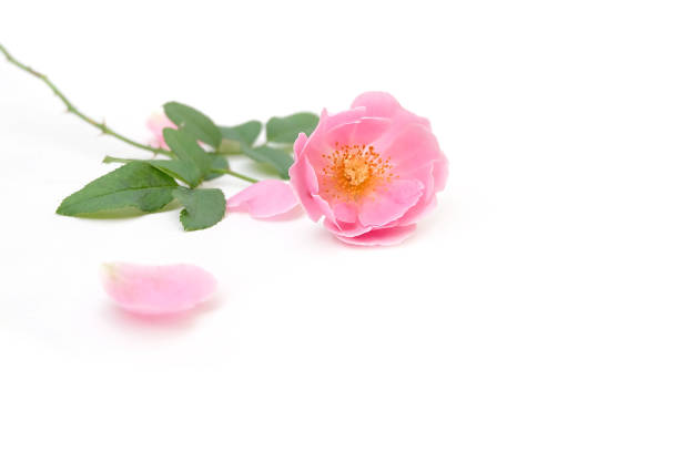 istock Pink rose petals isolated on white background for valentines day 827847700