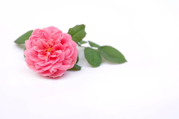 istock Pink rose petals isolated on white background for valentines day 827847734