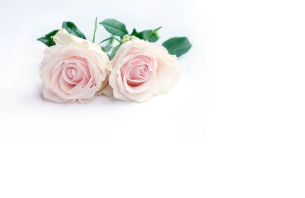 istock Pink rose petals isolated on white background for valentines day 827847778
