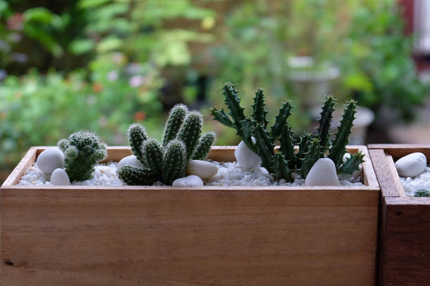 istock beautiful cactus in pot isolate in garden background - soft and select focus 827847868