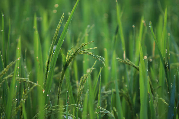 What a beautiful rice rhyme, when you see it, your soul is filled.
