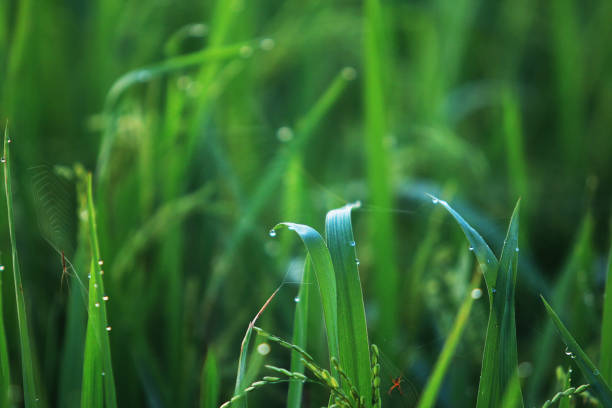 istock Green rice with morning dew, close up 827849558