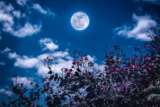 istock Flowers blooming against night sky and clouds with full moon. 827849572