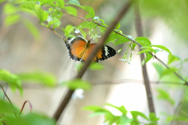 butterfly flying to flower