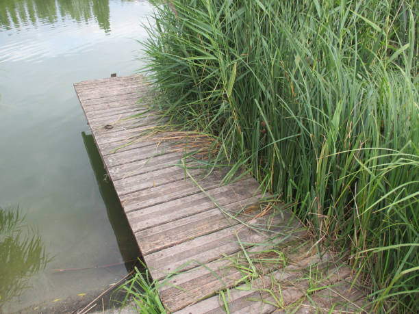 istock Pond  Wood mooring dock  Reeds 827850404