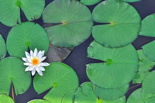 Overhead aerial drone view of  white water lilies in bloom on a pond. They are part of the Nymphaeaceae family of plants. The lilies are rooted in the pond mud with the blooming flowers and leaves growing through and floating on the surface of the pond.