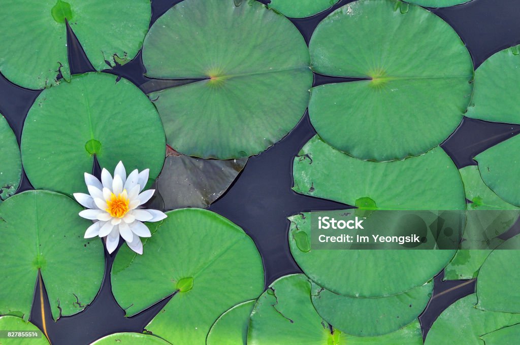 A Lotus Flowe Leaf Stock Photo - Download Image Now - Lotus Water Lily,  Leaf, Directly Above - iStock