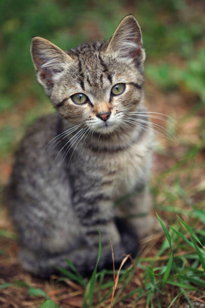 istock portrait of small grey kitten 827855622