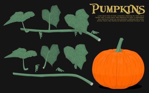 ilustraciones, imágenes clip art, dibujos animados e iconos de stock de elemento de calabaza - halloween pumpkin jack olantern industry