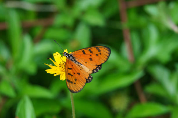 istock Butterfly on yellow flower in garden 827857532