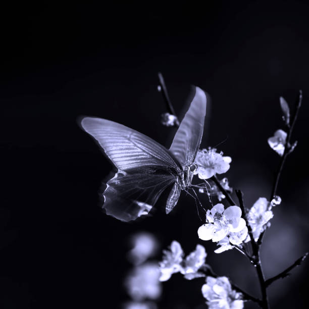 The beautiful plum blossom with nice background color