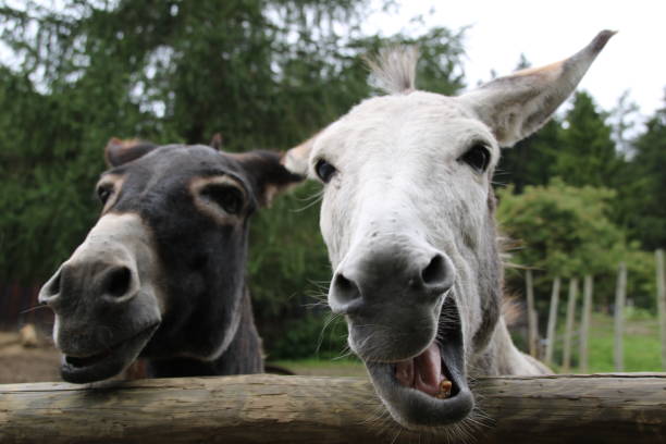 istock Chewing Donkey, Asinus, Ass Equus asinus asinus 827859274