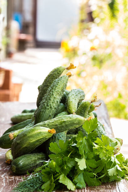 istock Fresh cucumber, parsley and dill on the wooden table 827859830