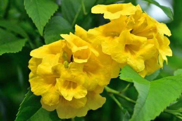 istock Tocoma stans / Yellow Bells / Yellow Trumpetbush 827862778