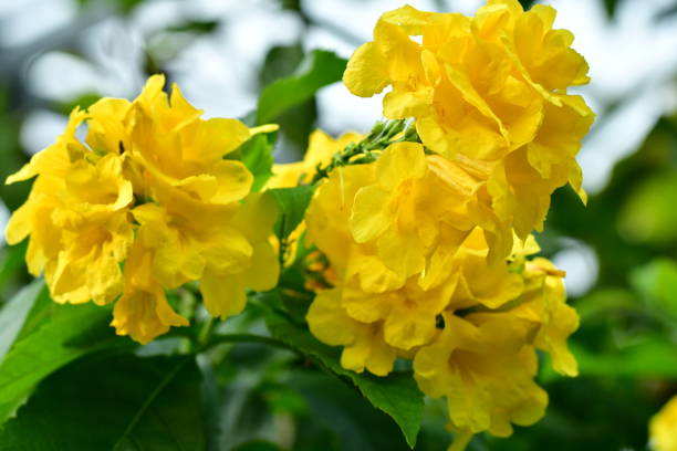 istock Tocoma stans / Yellow Bells / Yellow Trumpetbush 827862788