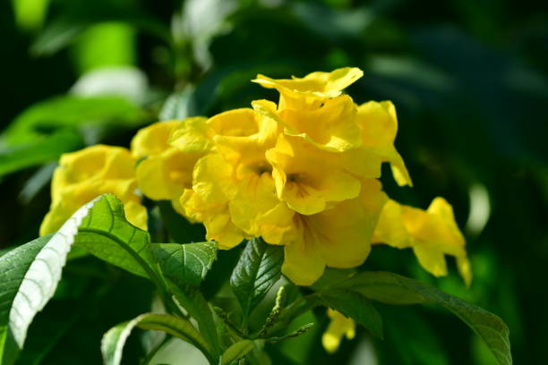 istock Tocoma stans / Yellow Bells / Yellow Trumpetbush 827862960