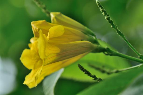 istock Tocoma stans / Yellow Bells / Yellow Trumpetbush 827862964