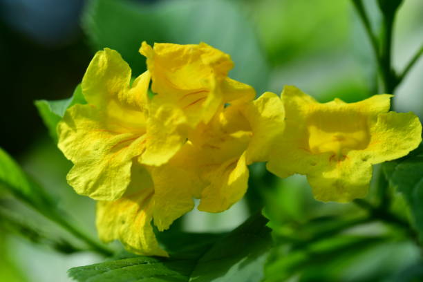 istock Tocoma stans / Yellow Bells / Yellow Trumpetbush 827863072