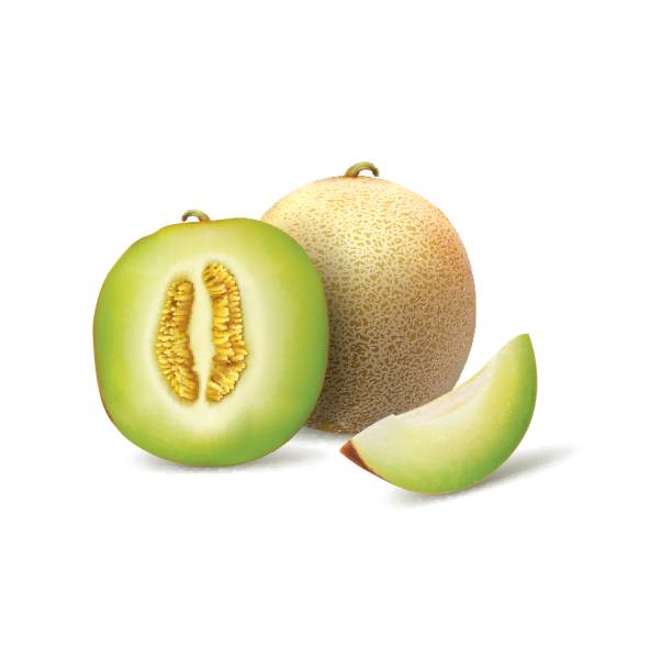 Melon Fruit A set of whole melon and pieces in realistic a depiction honeydew melon stock illustrations