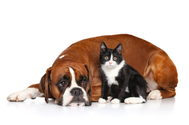 istock Cat and dog together 827864092