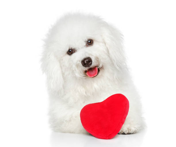 istock Maltese dog with red Valentine heart 827866406