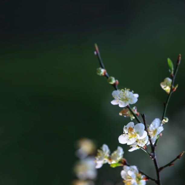 The beautiful plum blossom with nice background color