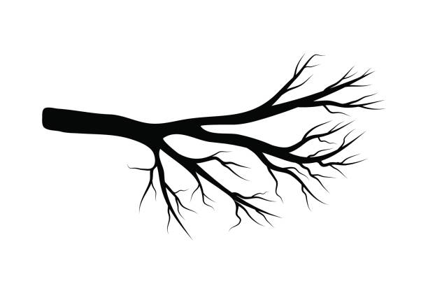 kahlen zweig vektor-symbol-icon-design. schöne illustration isoliert auf weißem hintergrund - bare tree dry tree branch stock-grafiken, -clipart, -cartoons und -symbole