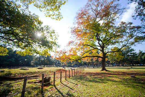 The fall season with beautiful maple color at Nara Park, Japan