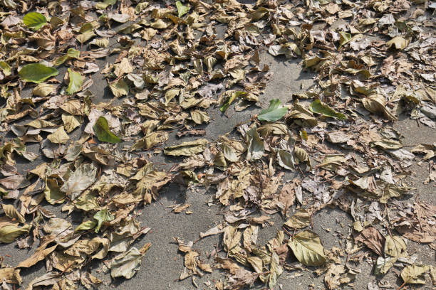 the Fallen yellow leaves cover the ground. Autumn.