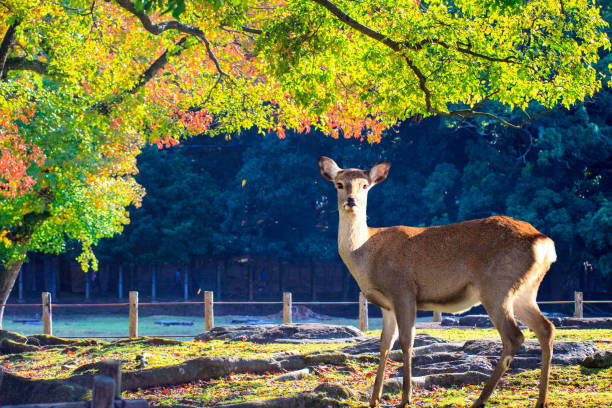 istock fall season with beautiful maple color at Nara Park, Japan 827871064