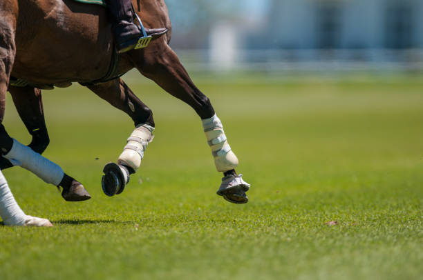 istock Polo horse's feet and hoofs 827871320