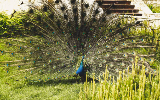 istock Beautiful male peacock with expanded feathers on the grass 827871724