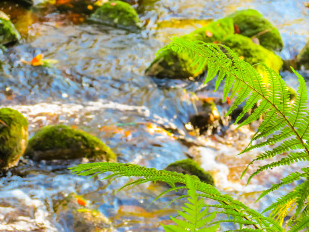 istock Glencree, County Wicklow, Ireland 827872536