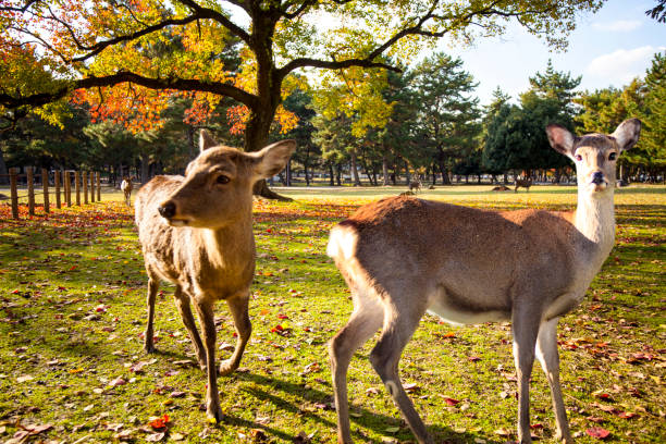 istock fall season with beautiful maple color at Nara Park, Japan 827874888