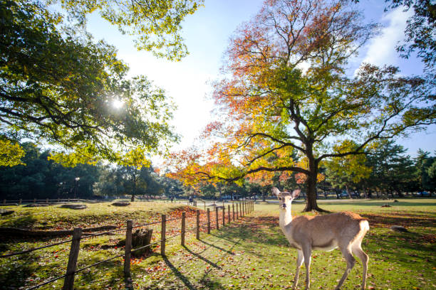 istock fall season with beautiful maple color at Nara Park, Japan 827875020