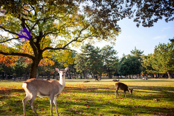istock fall season with beautiful maple color at Nara Park, Japan 827875394