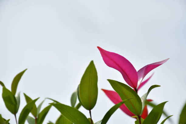 folha jovem rosa sobre fundo branco - isolated on white growth symbol poinsettia - fotografias e filmes do acervo