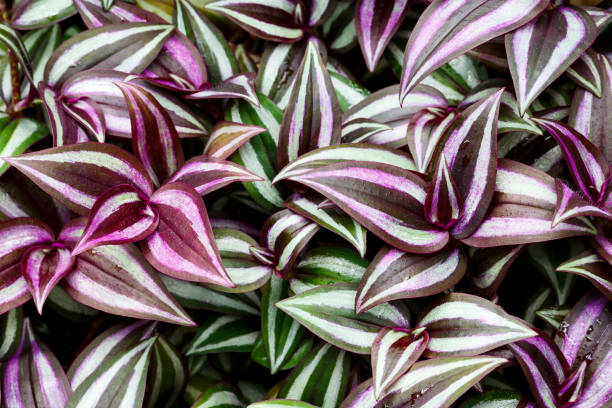 tradescantia zebrina - tradescantia epidermis photos et images de collection