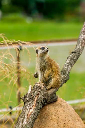 portrait of meercat sitting on tree